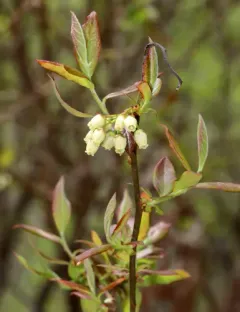 Black Highbush Blueberry thumbnail 2