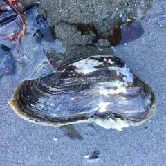 Northwest Ugly Clam thumbnail 1
