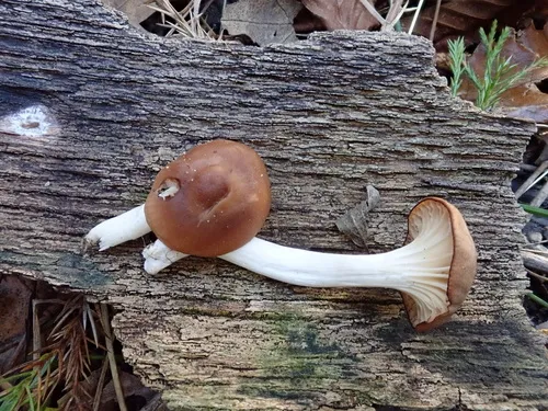 Toasted Waxcap