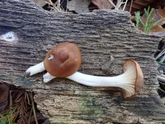 Toasted Waxcap thumbnail 1