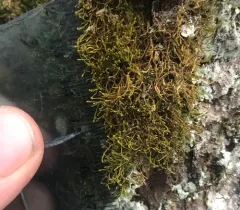 Anomodon tristis thumbnail 3