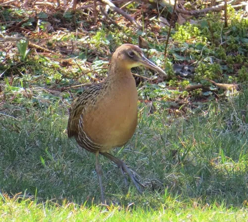 King Rail