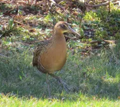 King Rail thumbnail 1