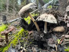 Coprinellus bipellis thumbnail 1