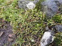 coastal silverpuffs thumbnail 2