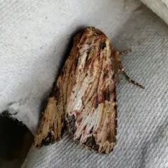 Wood-colored Apamea Moth thumbnail 1