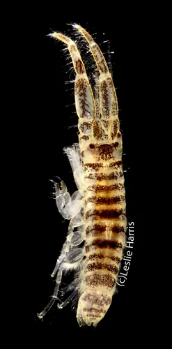 Americorophium spinicorne