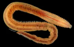 Naineris dendritica thumbnail 3