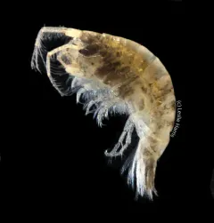Photis brevipes thumbnail 2