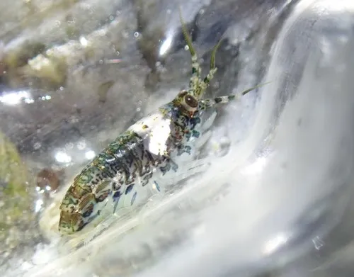 Calliopius carinatus