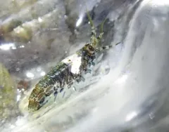 Calliopius carinatus thumbnail 1
