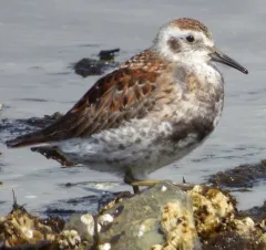 Rock Sandpiper thumbnail 1