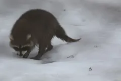 Morbillivirus Canine Distemper Virus thumbnail 1