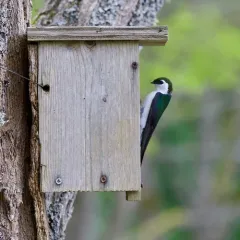 Violet-green Swallow thumbnail 2