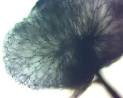 Lamproderma ovoideum thumbnail 4