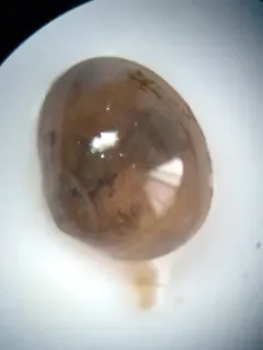 Giant Northern Peaclam thumbnail 1