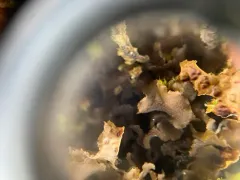 Leptogium hibernicum thumbnail 2