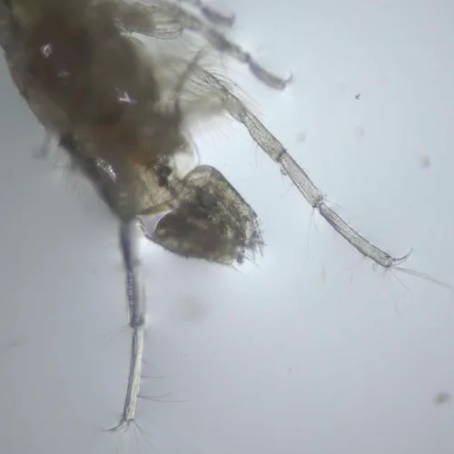 Stout-antenna Amphipod