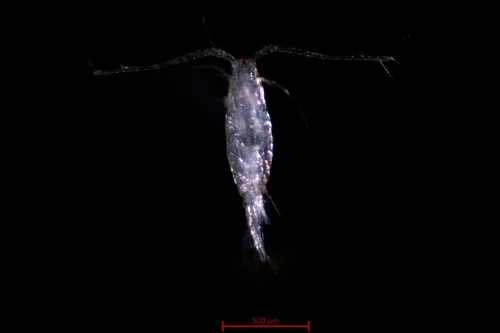 Acartia longiremis