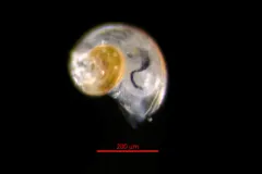 Alvania compacta thumbnail 1