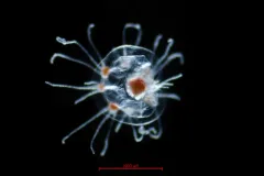 Rathkea octopunctata thumbnail 4