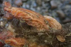 Styela truncata thumbnail 2