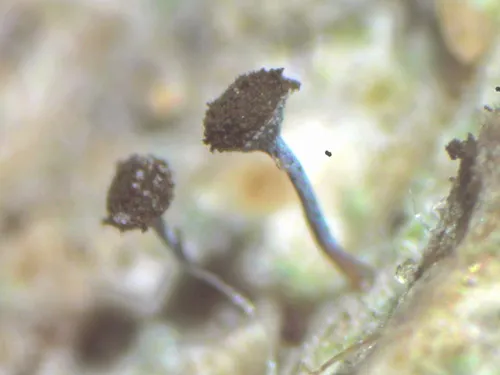 Chaenotheca cinerea