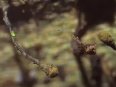 Chaenotheca gracillima thumbnail 2