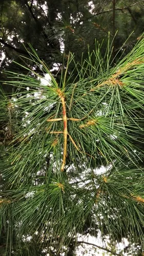 Giant Walkingstick
