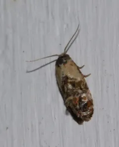 Hoffman's Cochylid Moth thumbnail 3