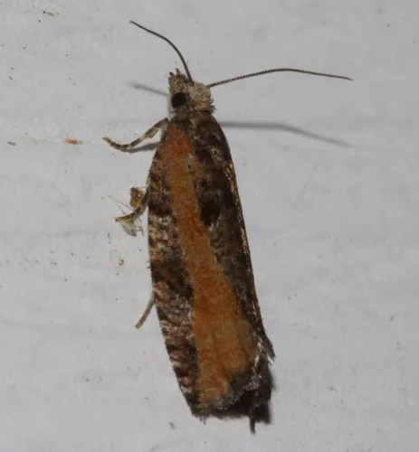 Birch Leafroller Moth