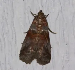 Hickory Leafstem Borer Moth thumbnail 3
