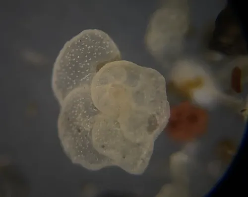 Cibicidoides variabilis