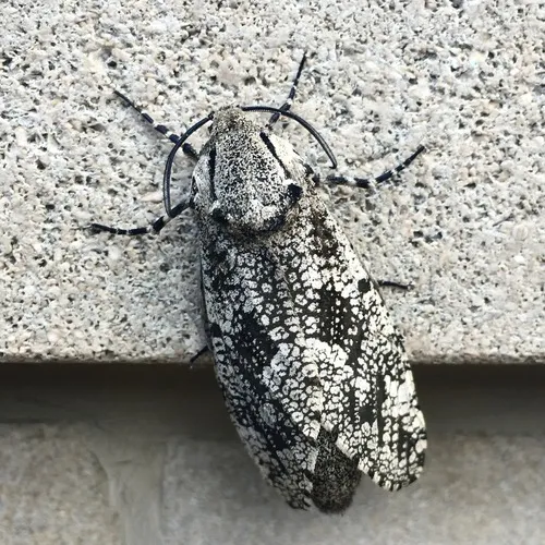 Carpenterworm Moth
