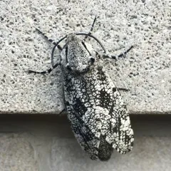 Carpenterworm Moth thumbnail 1