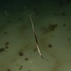 Northern Pipefish thumbnail 3