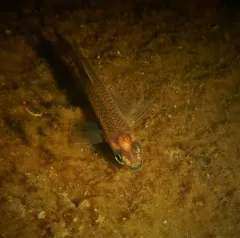 Blacknose Shiner thumbnail 4