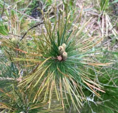 Dothistroma needle blight thumbnail 4