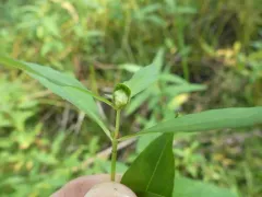 Dasineura lysimachiae thumbnail 1