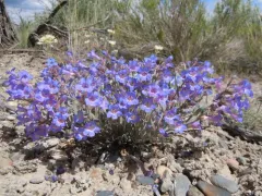 Salmon River Beardtongue thumbnail 1