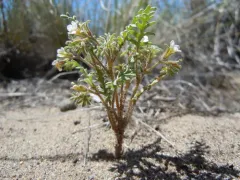 Sticky Phacelia thumbnail 1