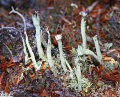 Greater Sulphur-cup Lichen thumbnail 2