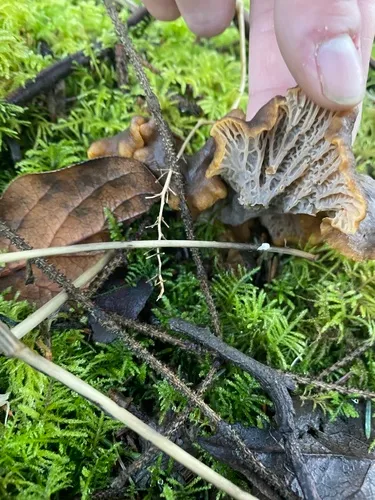 Black Chanterelle