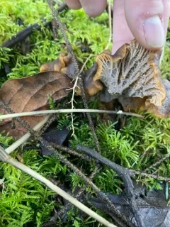 Black Chanterelle thumbnail 1