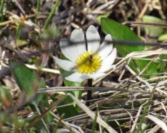 Rocky mountain marsh-marigold thumbnail 1