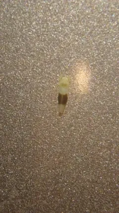 Typhlocyba transviridis thumbnail 2