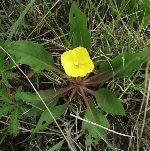 diffuseflower evening primrose