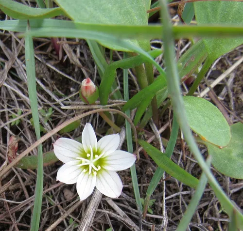 Nevada lewisia