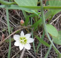 Nevada lewisia thumbnail 1