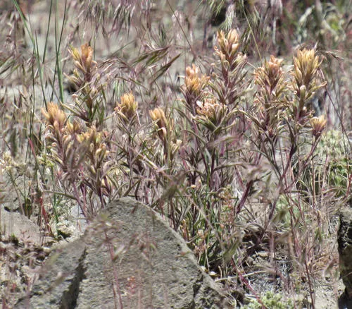 northwestern paintbrush